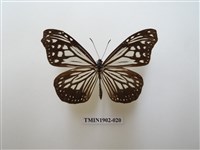 藏品(絹斑蝶)的圖片